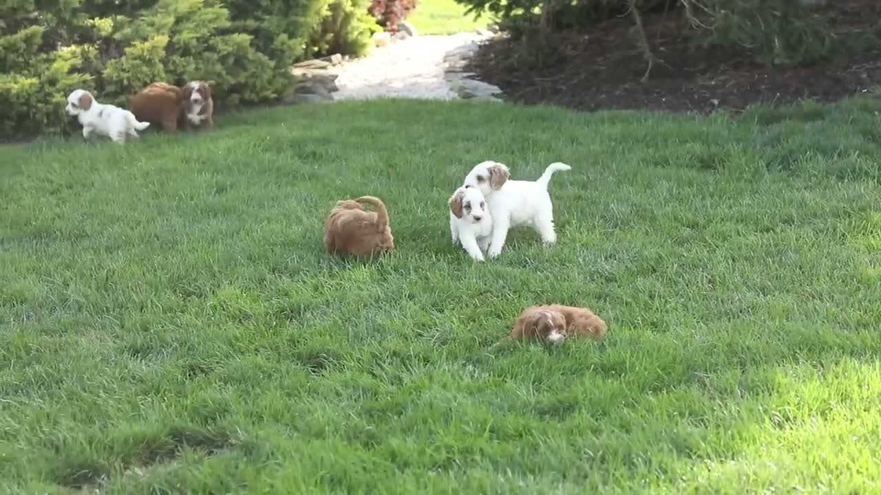 Mini Goldendoodle dogs for sale: Trevor - Video 1