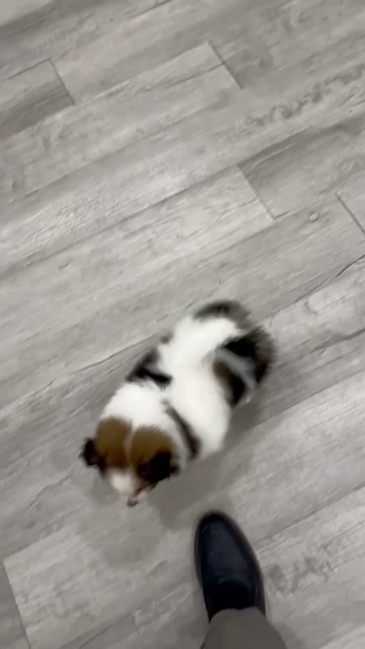 Pomeranian dogs for sale: Oreo - Video 1