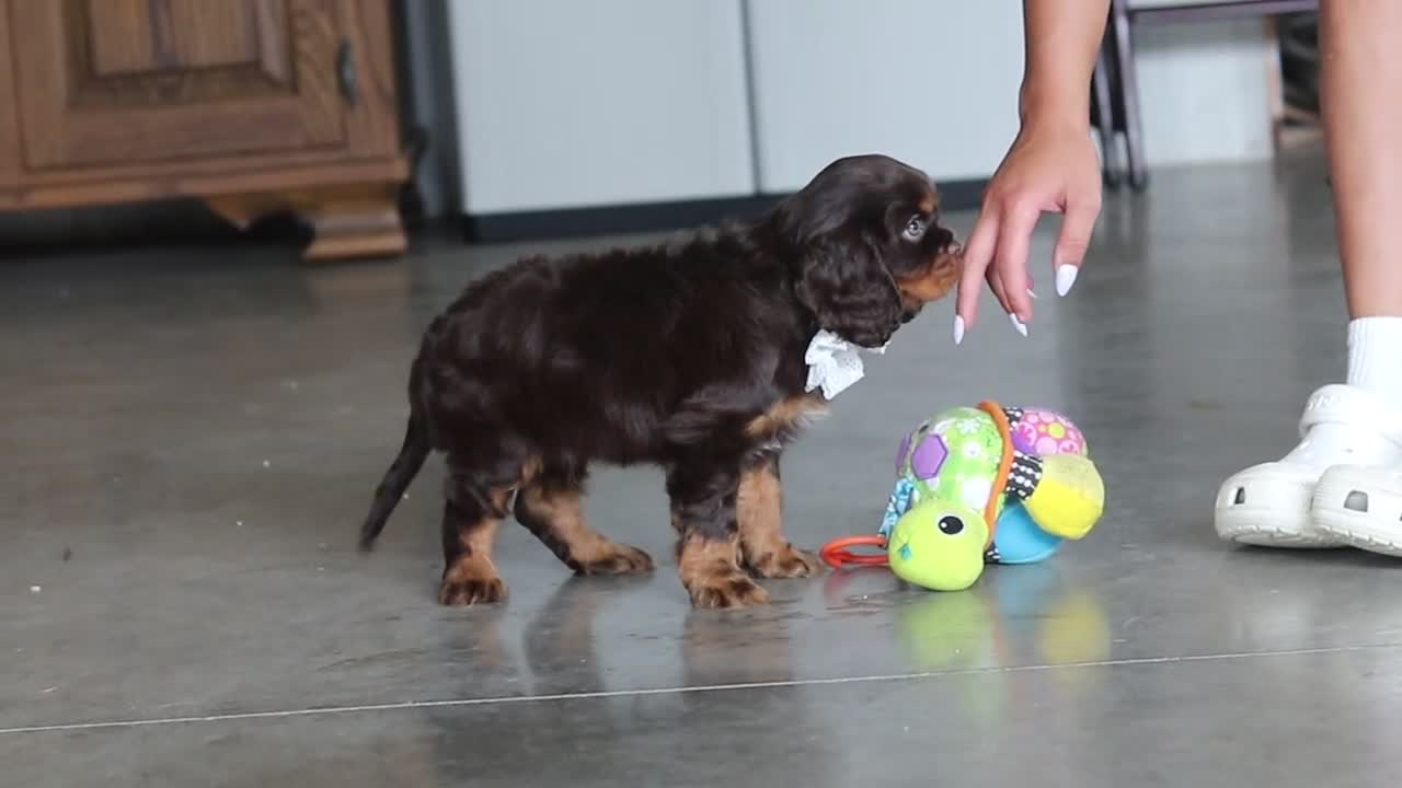 Cavalier King Charles Spaniel dogs for sale: Enzo - Video 1