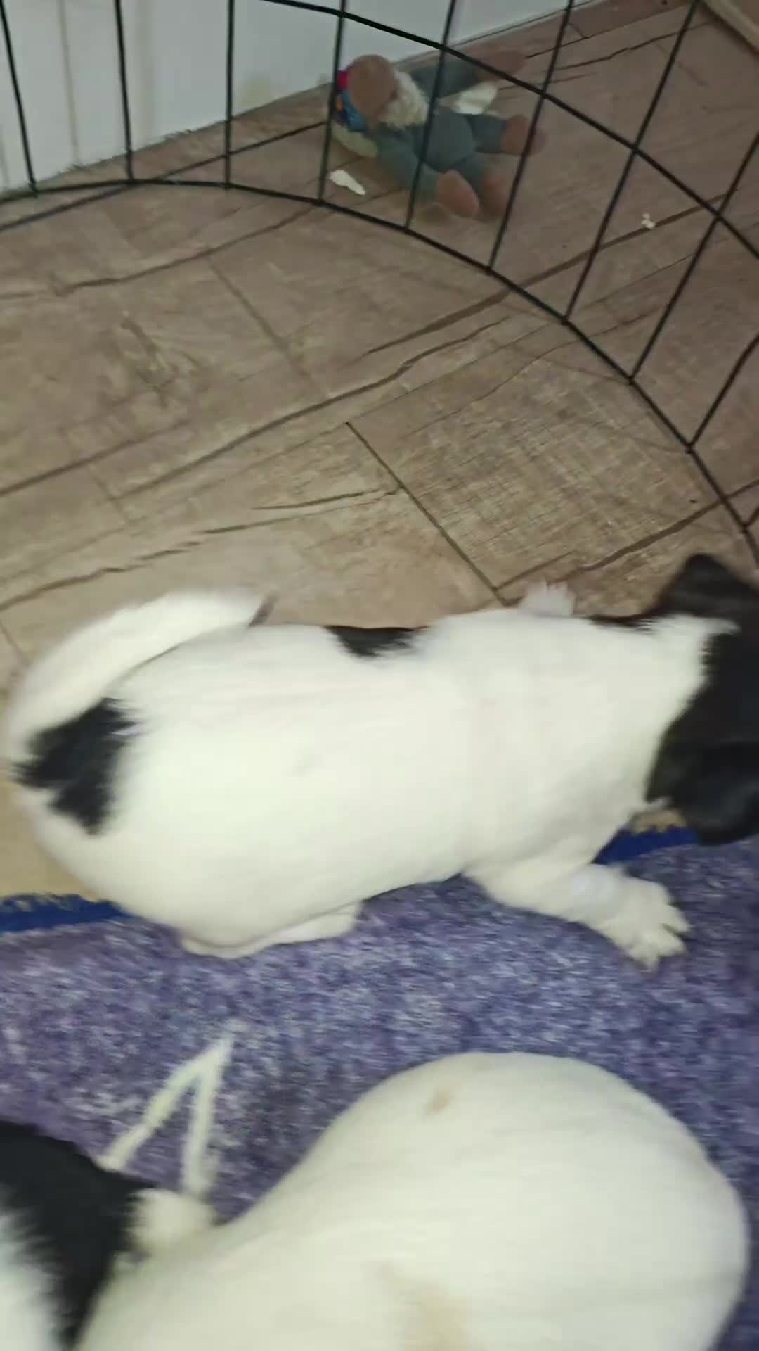 Jack Russell Terrier dogs for sale: Jack Russell Terrier 5 - Video 3