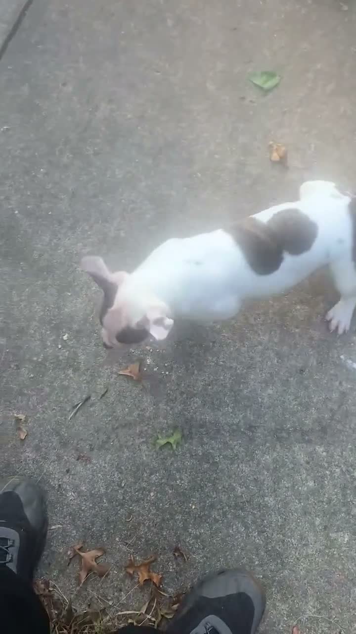 American Bulldog dogs for sale: American Bulldog 1 - Video 3