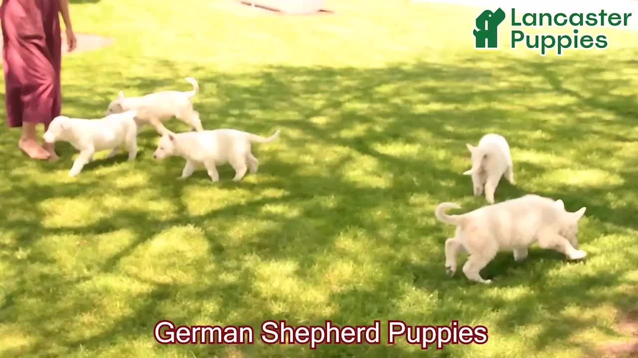 German Shepherd dogs for sale: Sandra - Video 1