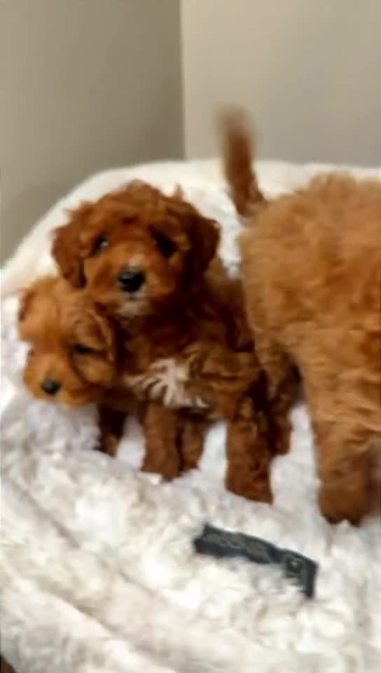 Toy Poodle dogs for sale: Louie  - Video 2