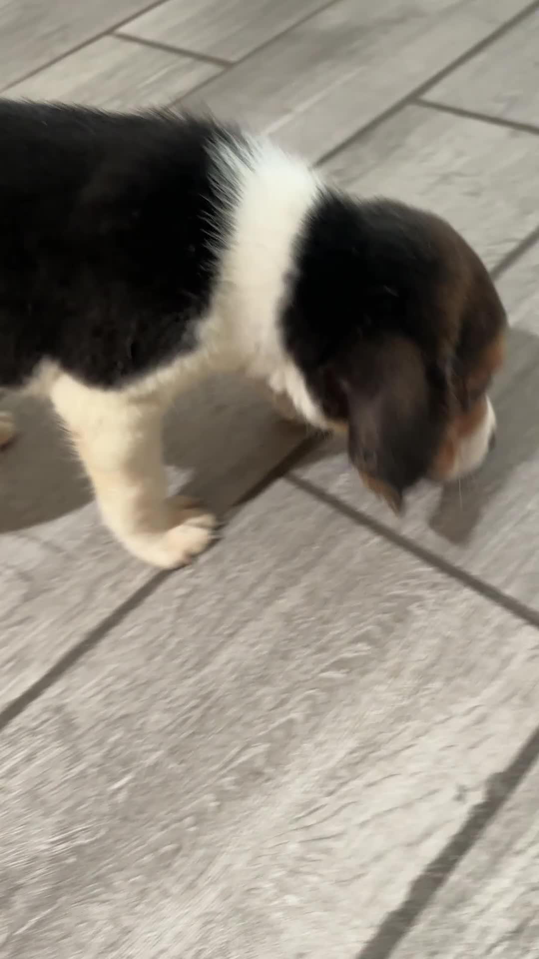 Beagle dogs for sale: Snoopy - Video 1