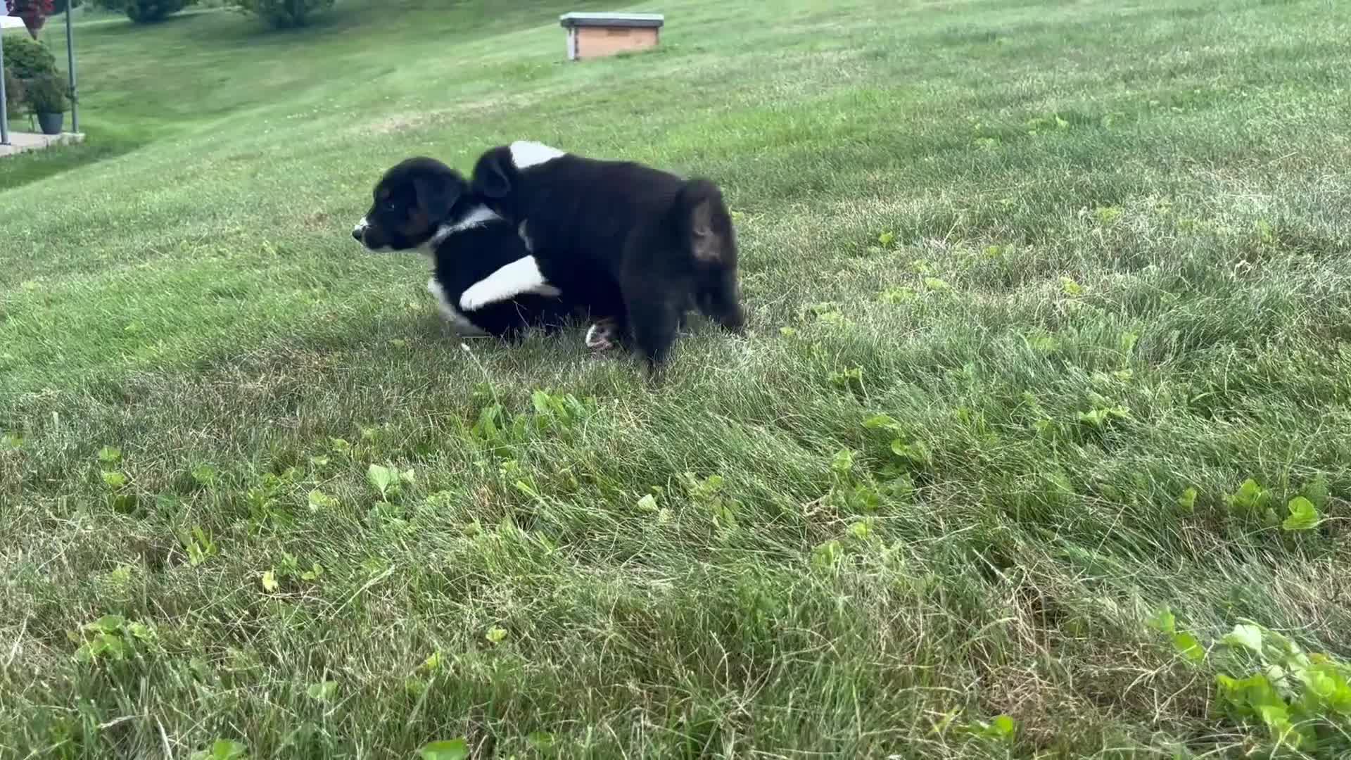 Miniature Australian Shepherd dogs for sale: Miniature Australian Shepherd Puppy 6 - Video 1