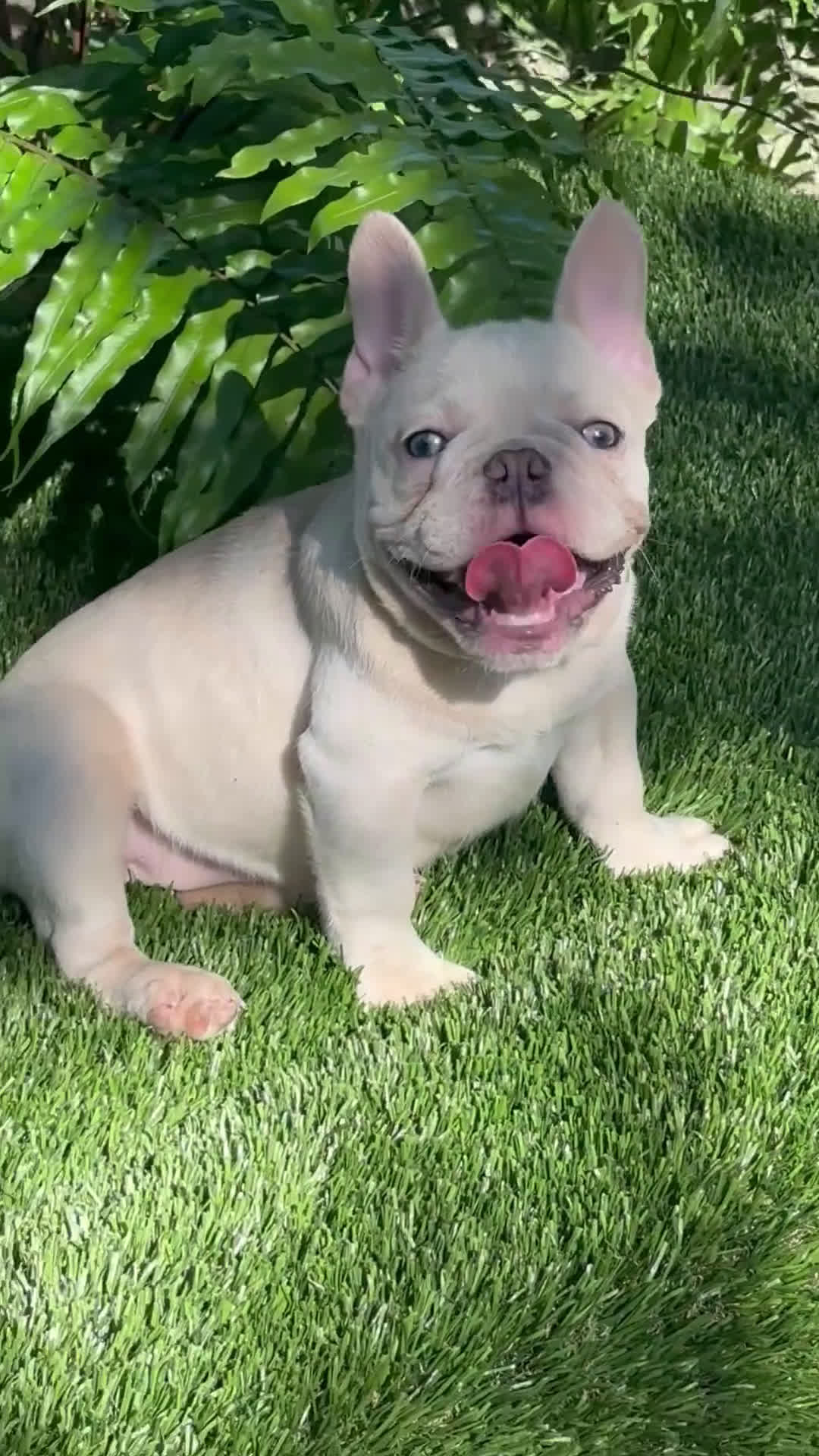 French Bulldog dogs for sale: French Bulldog Puppy 2 - Video 1