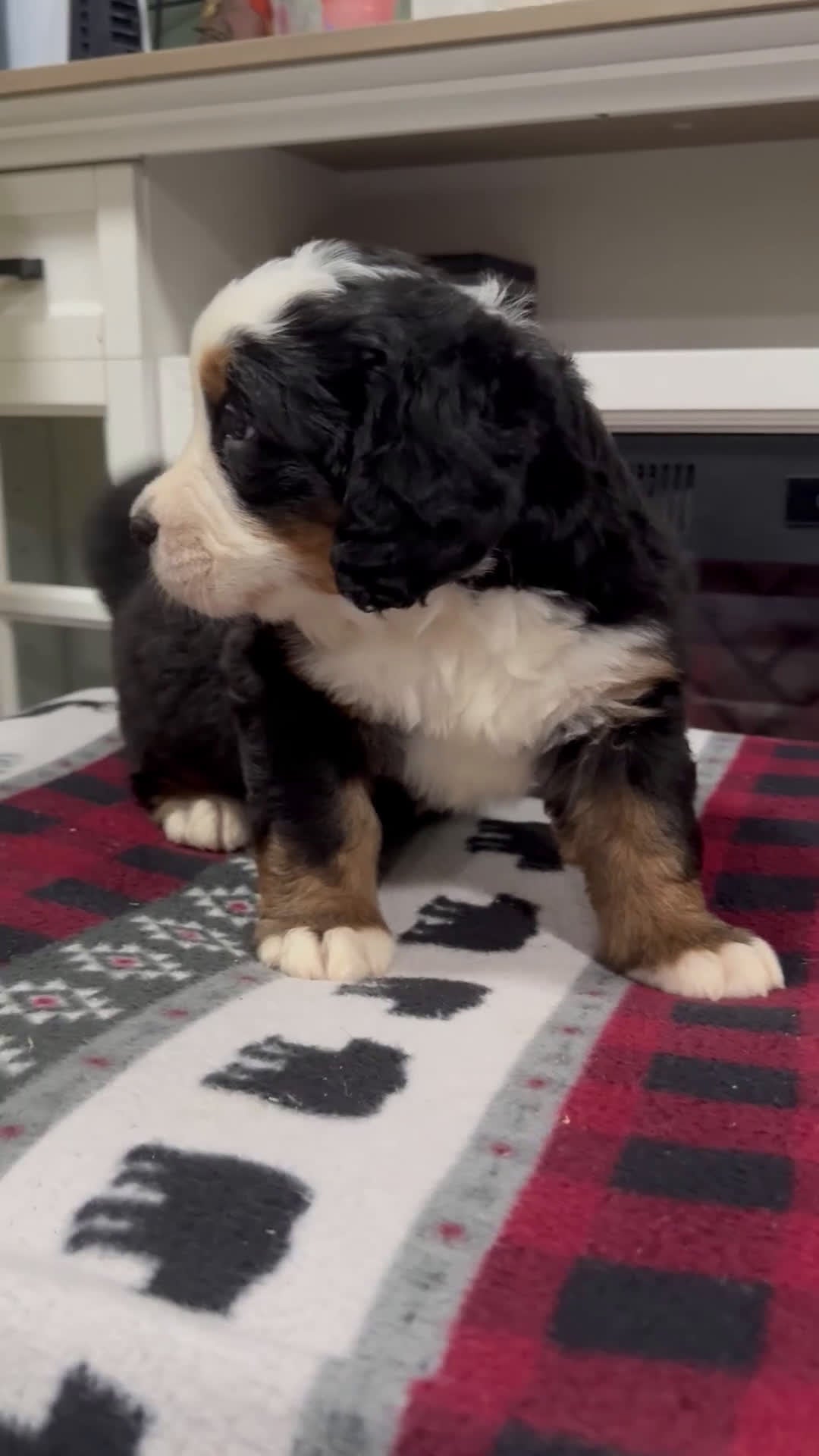 Bernese Mountain Dog dogs for sale: Shadow - Video 1