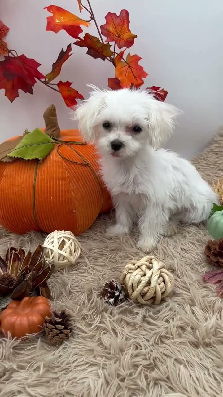 Maltese dogs for sale: AKC Tiny Milo the Korean Maltese $3000 - Video 2