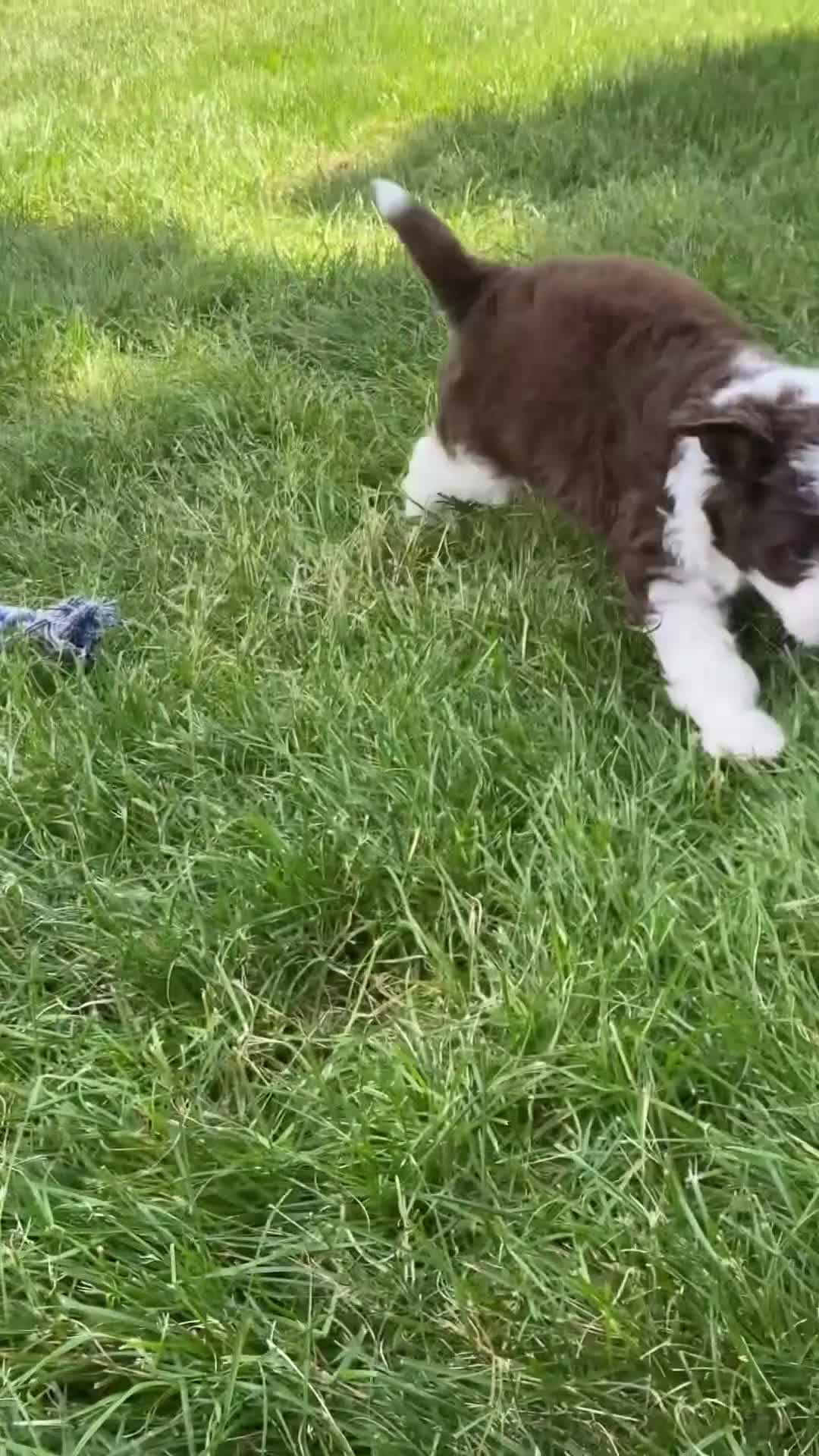 Mini Aussiedoodle dogs for sale: Jerica  - Video 1