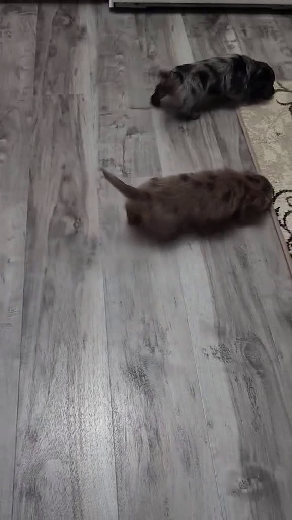 Miniature Dachshund dogs for sale: Kaylie - Video 1