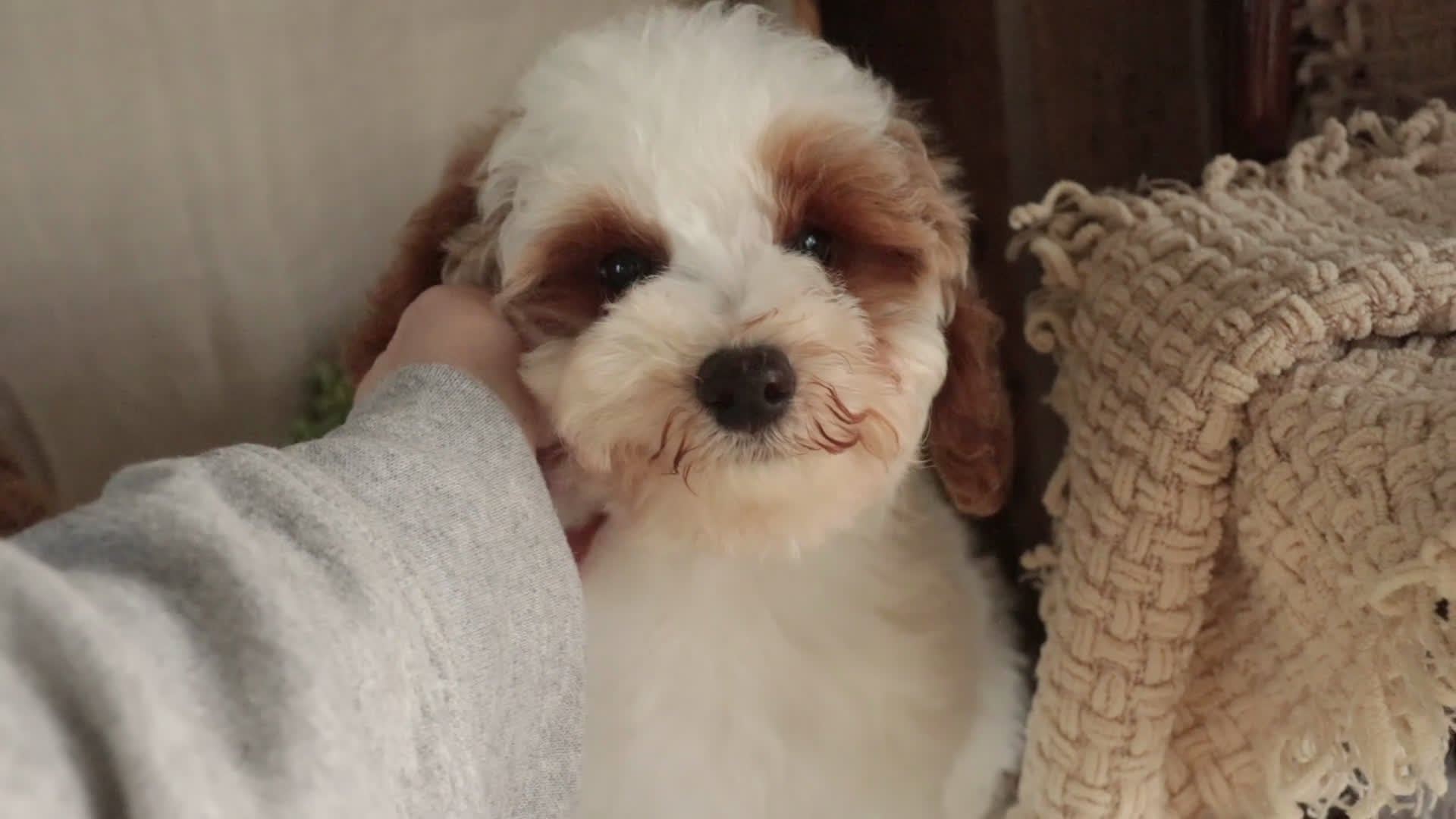 Miniature Poodle dogs for sale: Rozz - Video 1