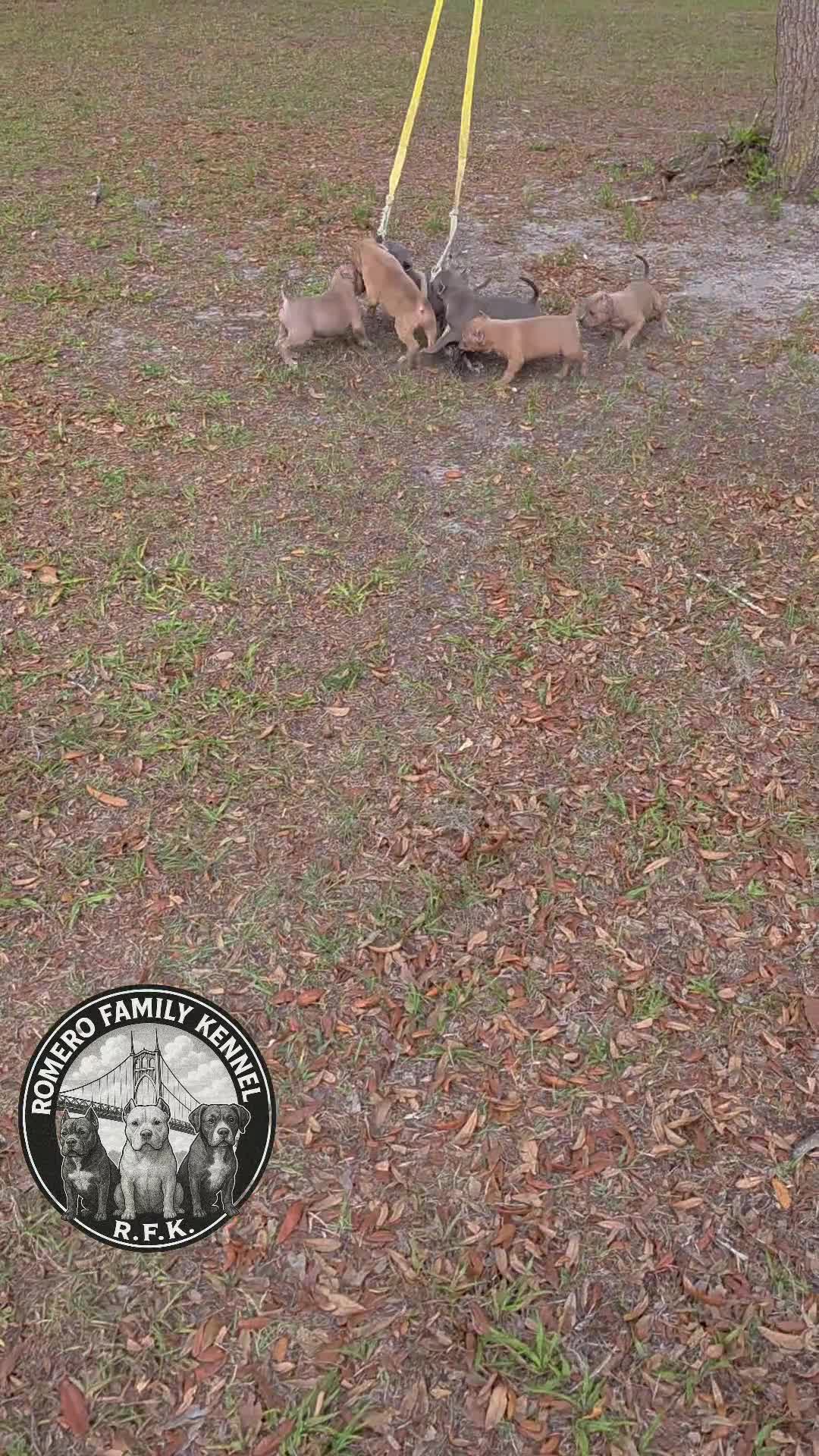 American Bully dogs for sale: American Bully Puppy 4 - Video 1