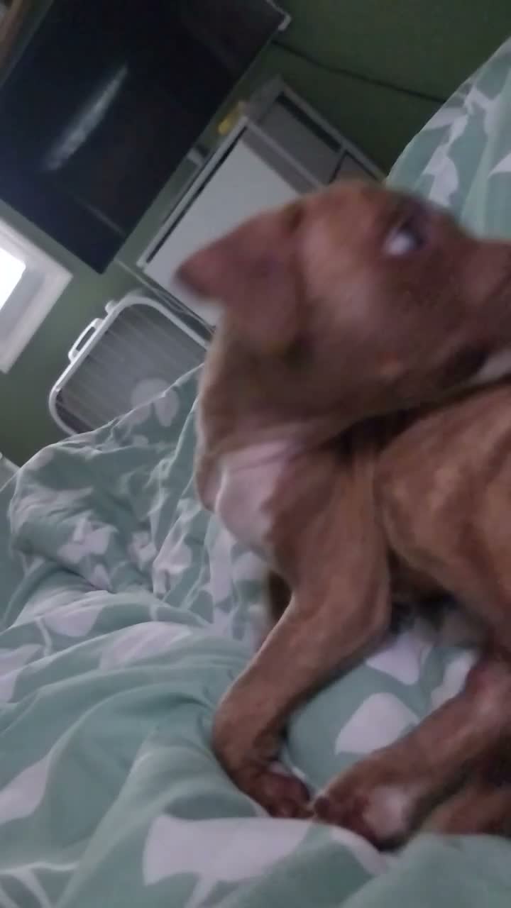 American Pit Bull Terrier dogs for sale: American Pit Bull Terrier 3 - Video 1