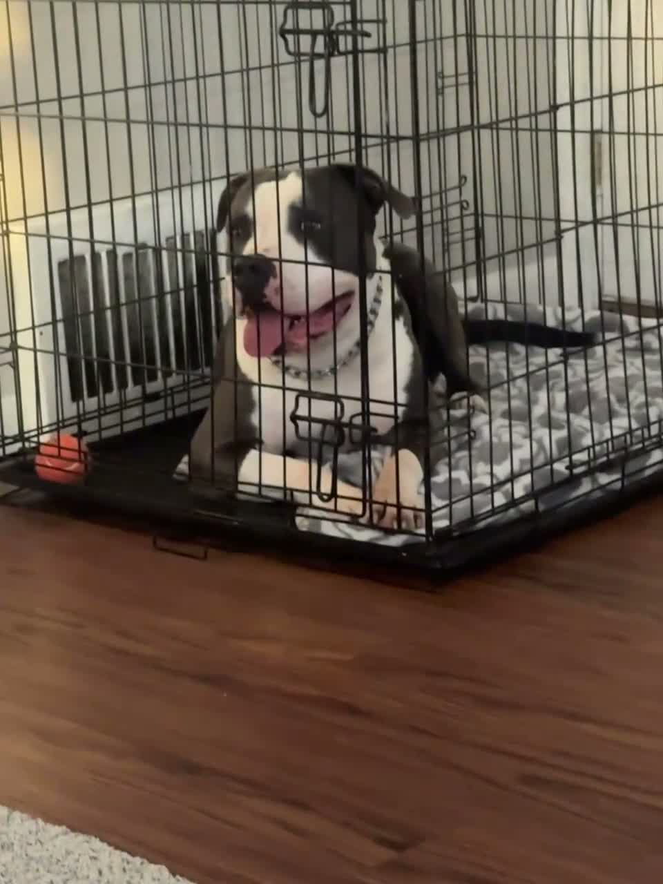 American Bully dogs for sale: American Bully 1 - Video 1
