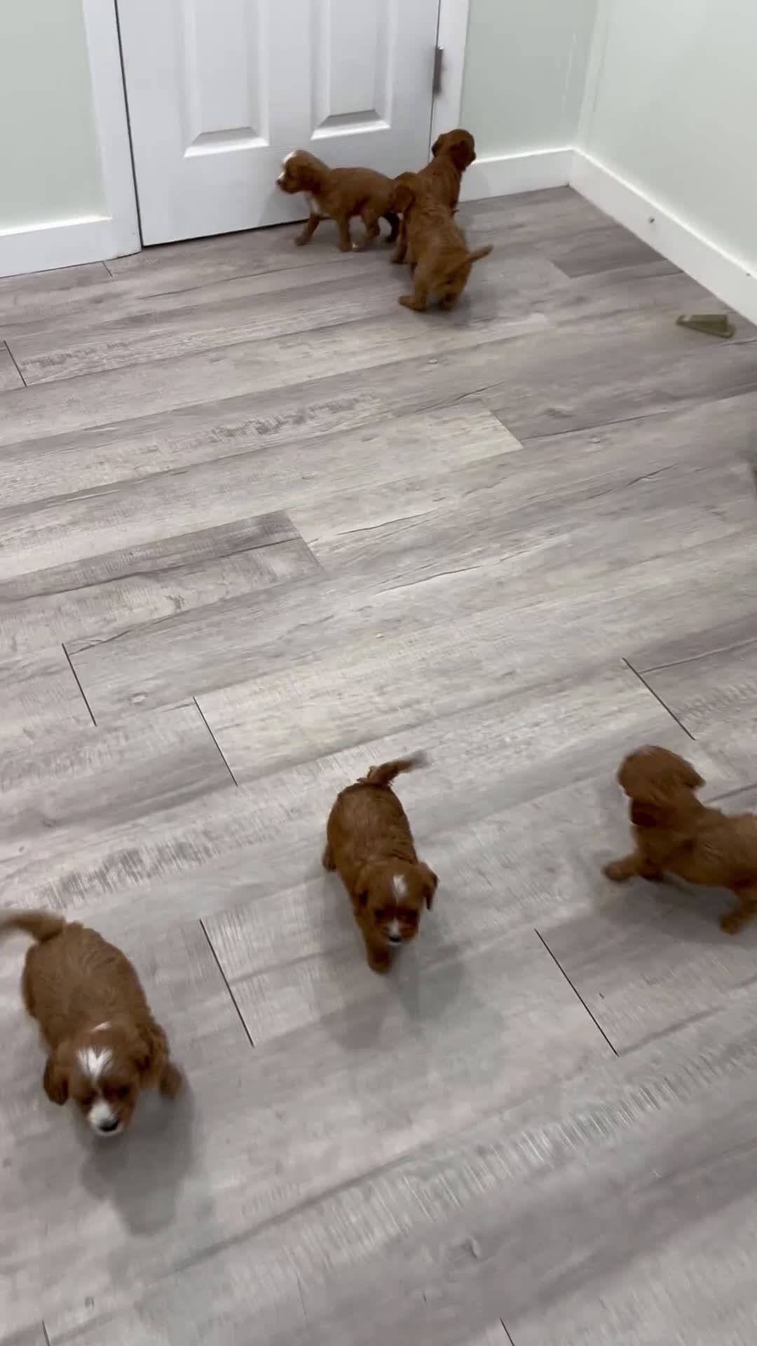 Cavapoo dogs for sale: Jerry - Video 1