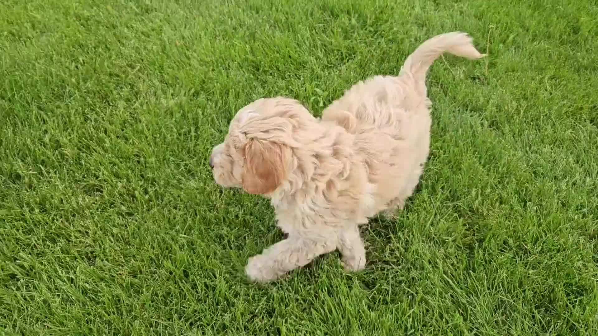 Mini Goldendoodle dogs for sale: Tanner - Video 1