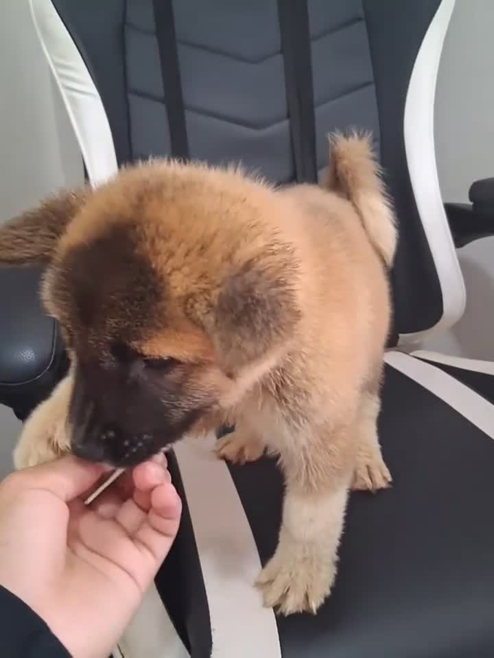 Akita dogs for sale: AKC American Akitas  - Video 2