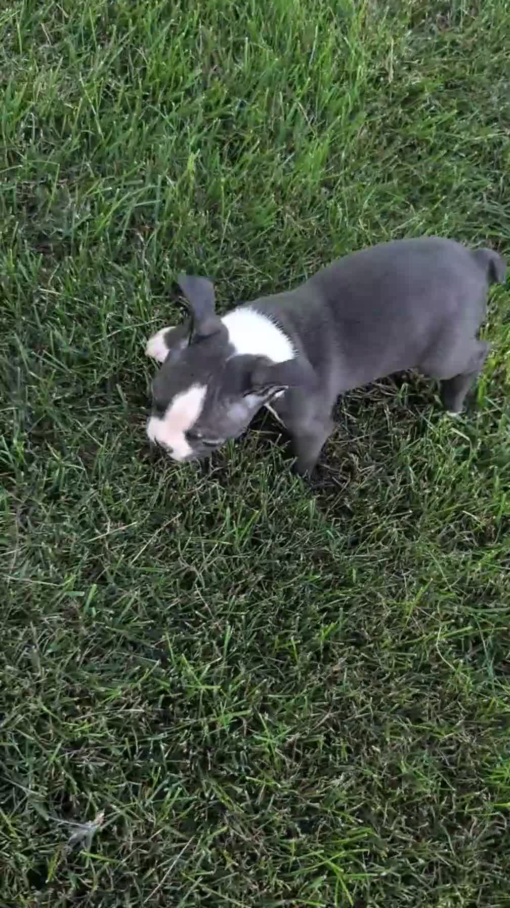 Boston Terrier dogs for sale: Twila  - Video 1