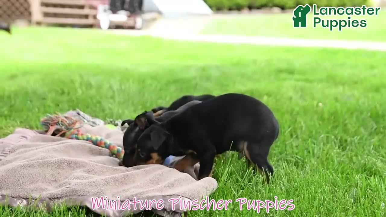 Miniature Pinscher dogs for sale: Frisbee - Video 1