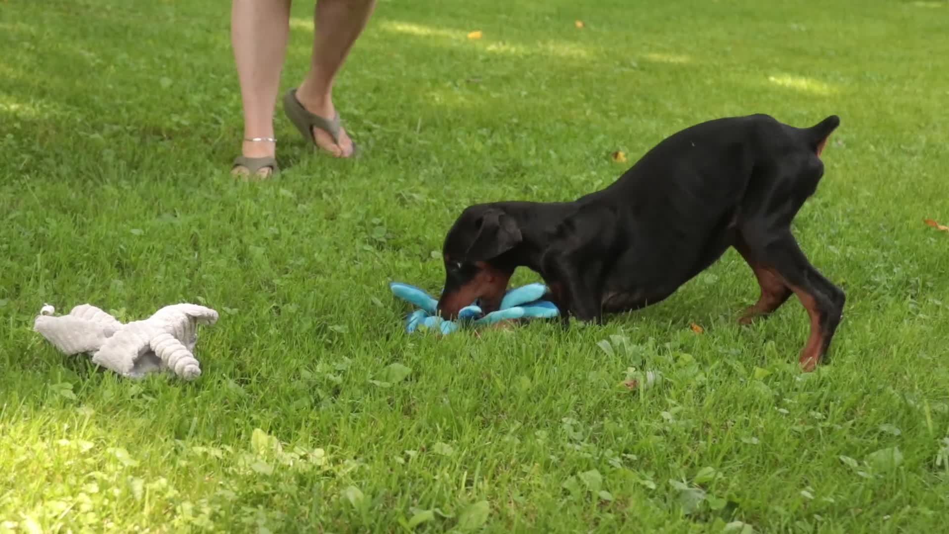 Doberman Pinscher dogs for sale: Elowen - Video 1
