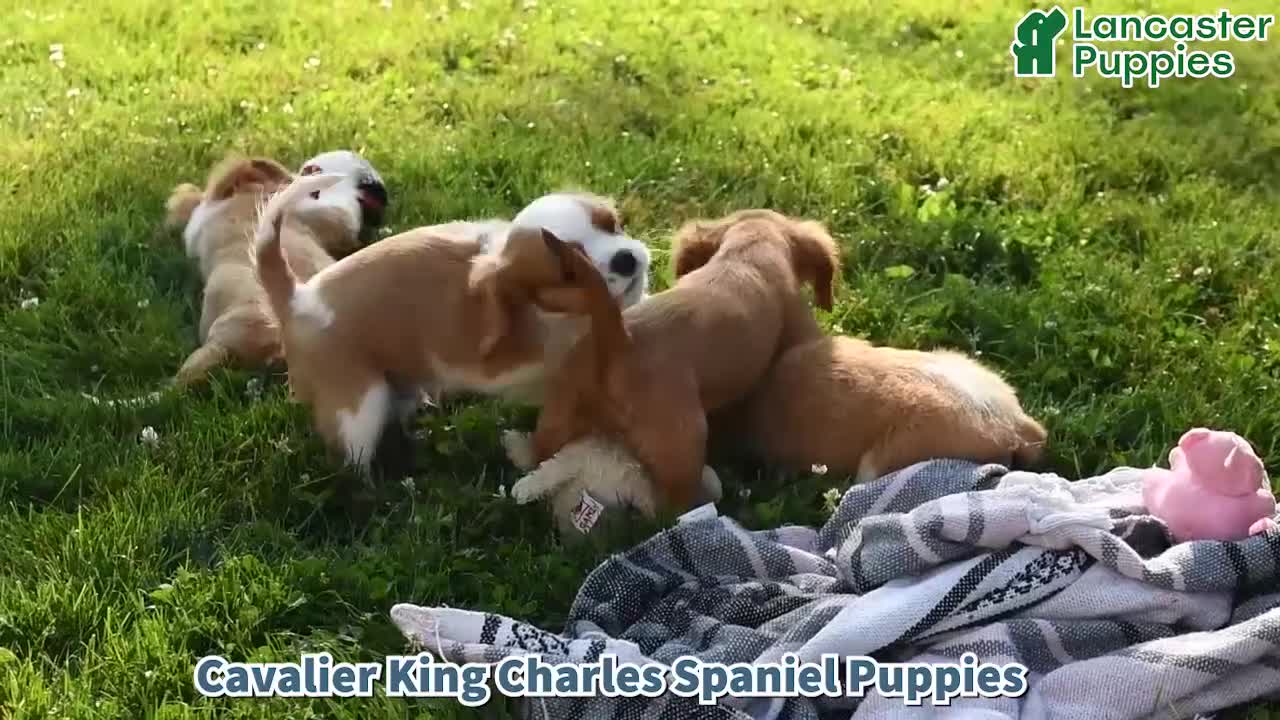 Cavalier King Charles Spaniel dogs for sale: Jackie - Video 1