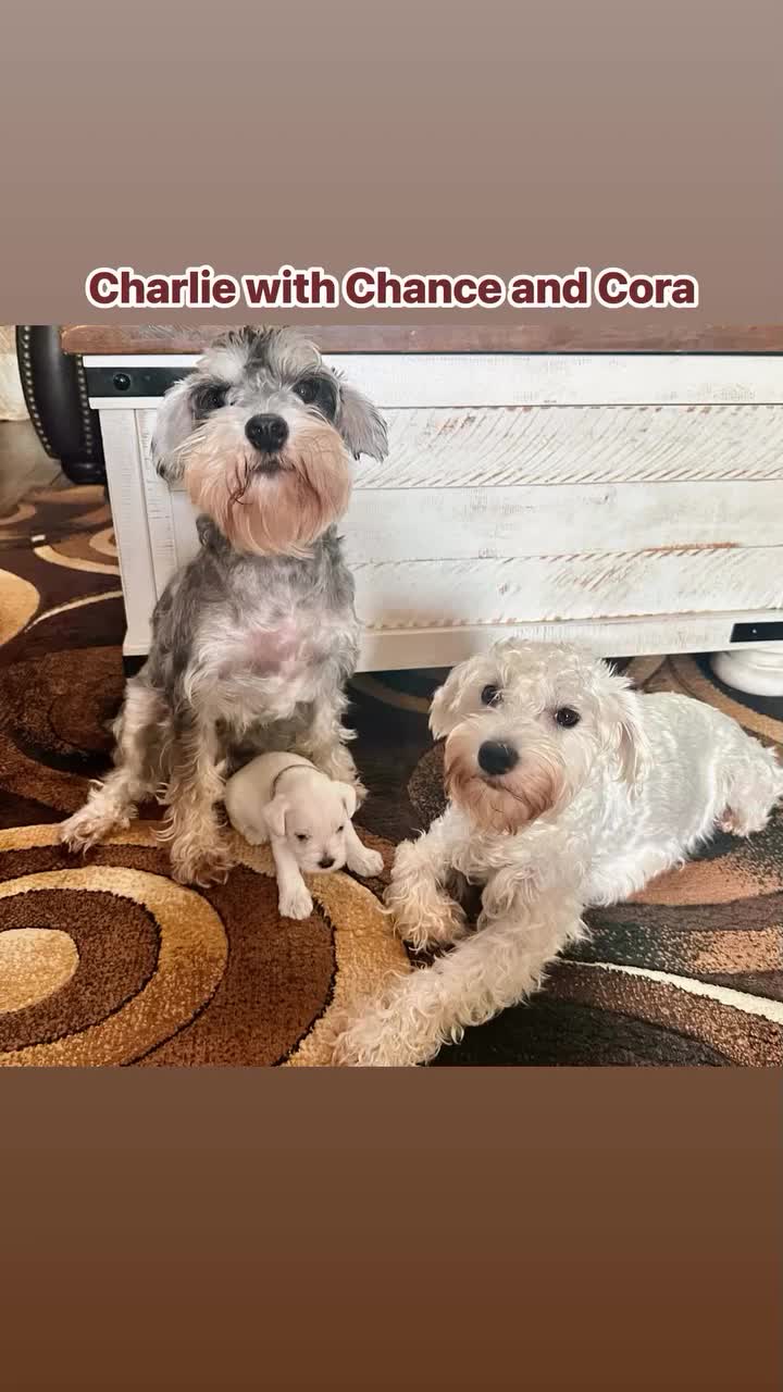 Miniature Schnauzer dogs for sale: Miniature Schnauzer 6 Grace - Video 1