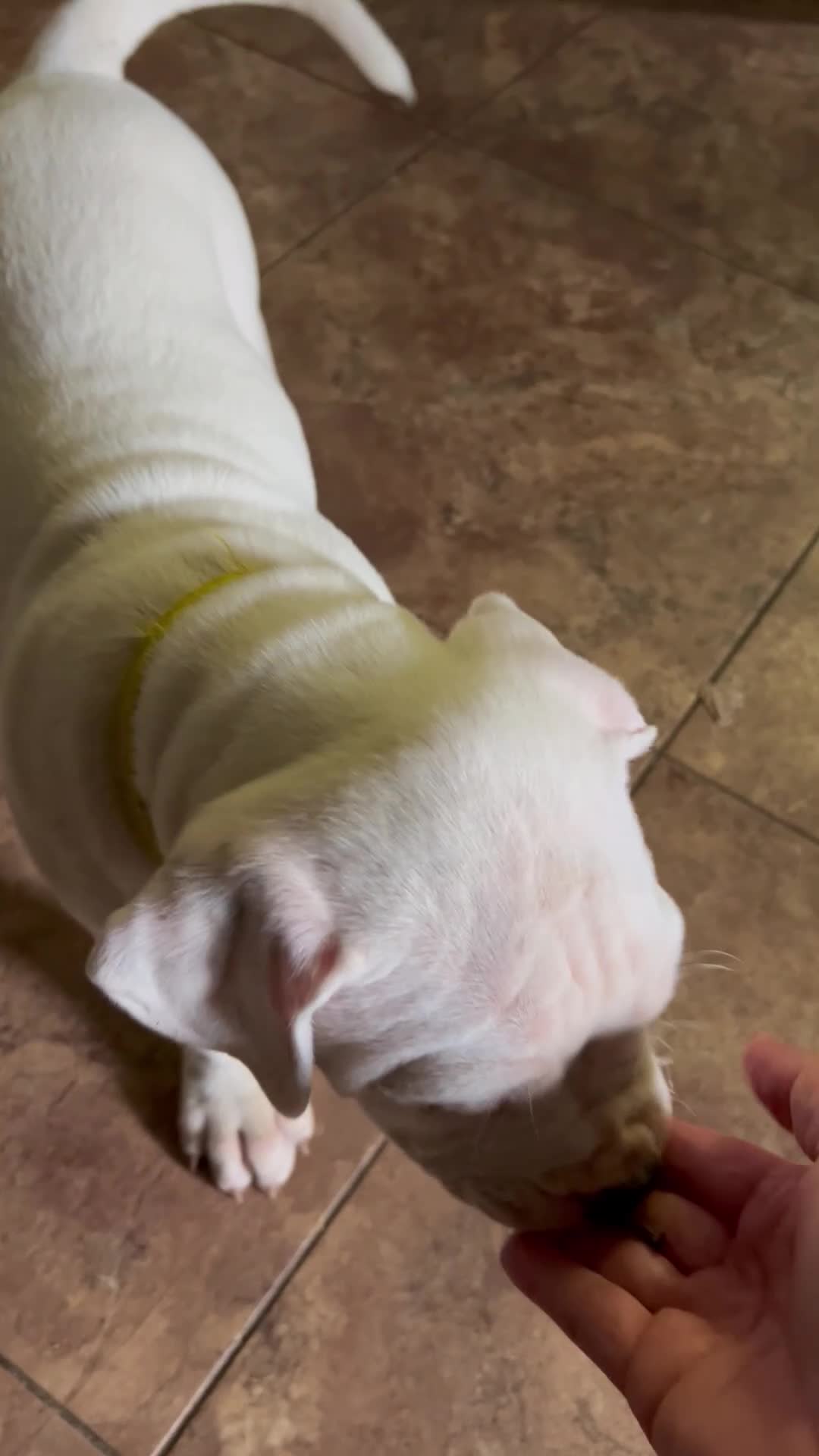 American Pit Bull Terrier dogs for sale: American Pit Bull Terrier 1 - Video 1