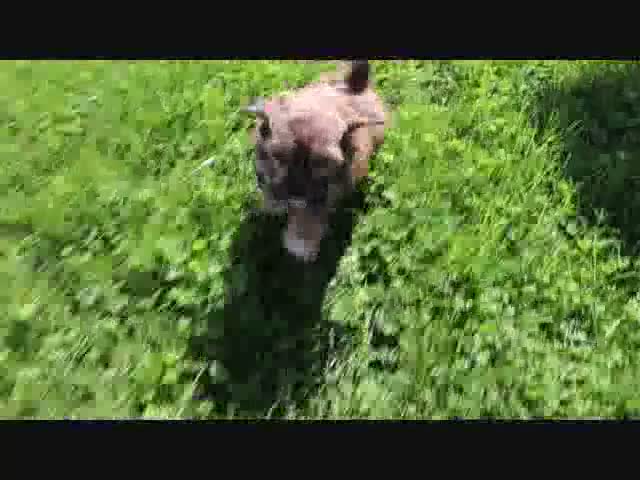 Shihpoo dogs for sale: Stephanie - Video 1