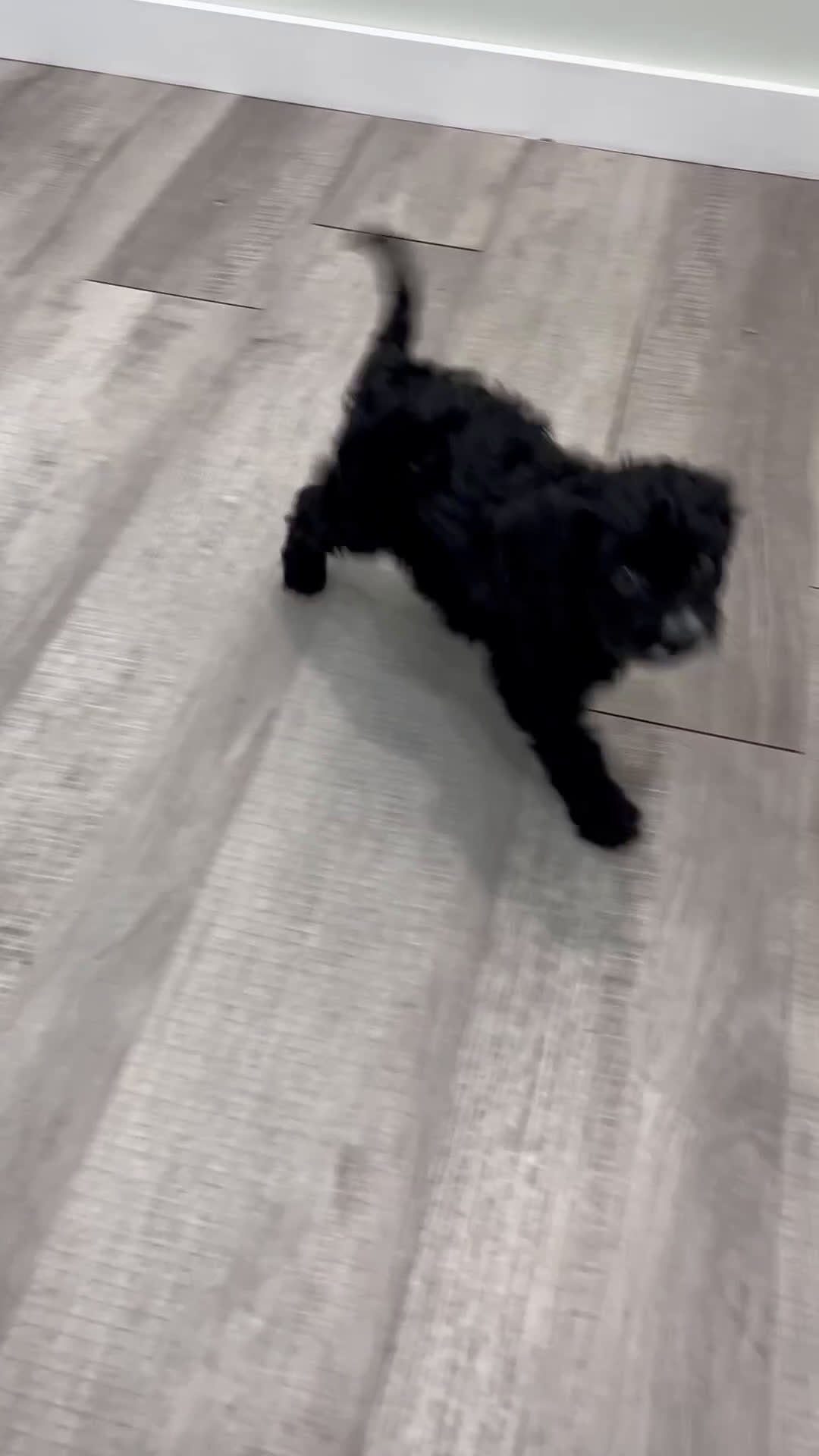 Cavapoo dogs for sale: Baxter - Video 1