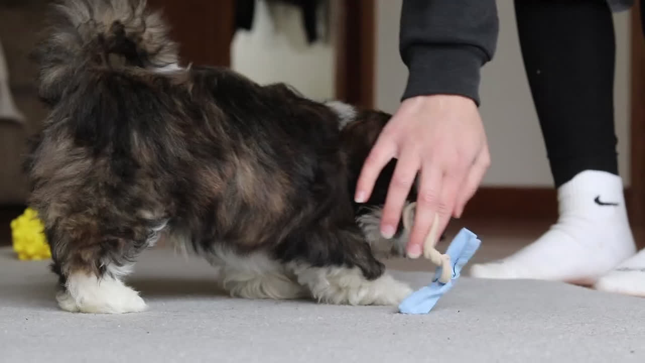 Shih Tzu dogs for sale: Charles - Video 2