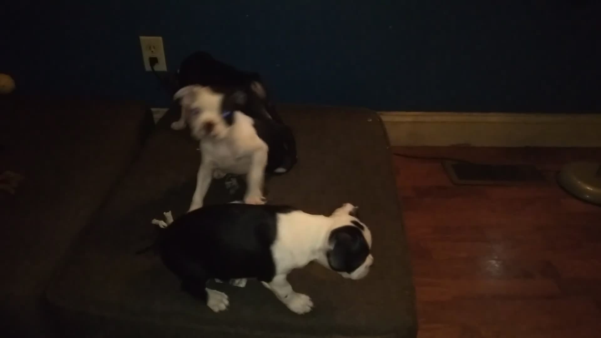 Boston Terrier dogs for sale: Wilbur Boston Terrier 1 - Video 2