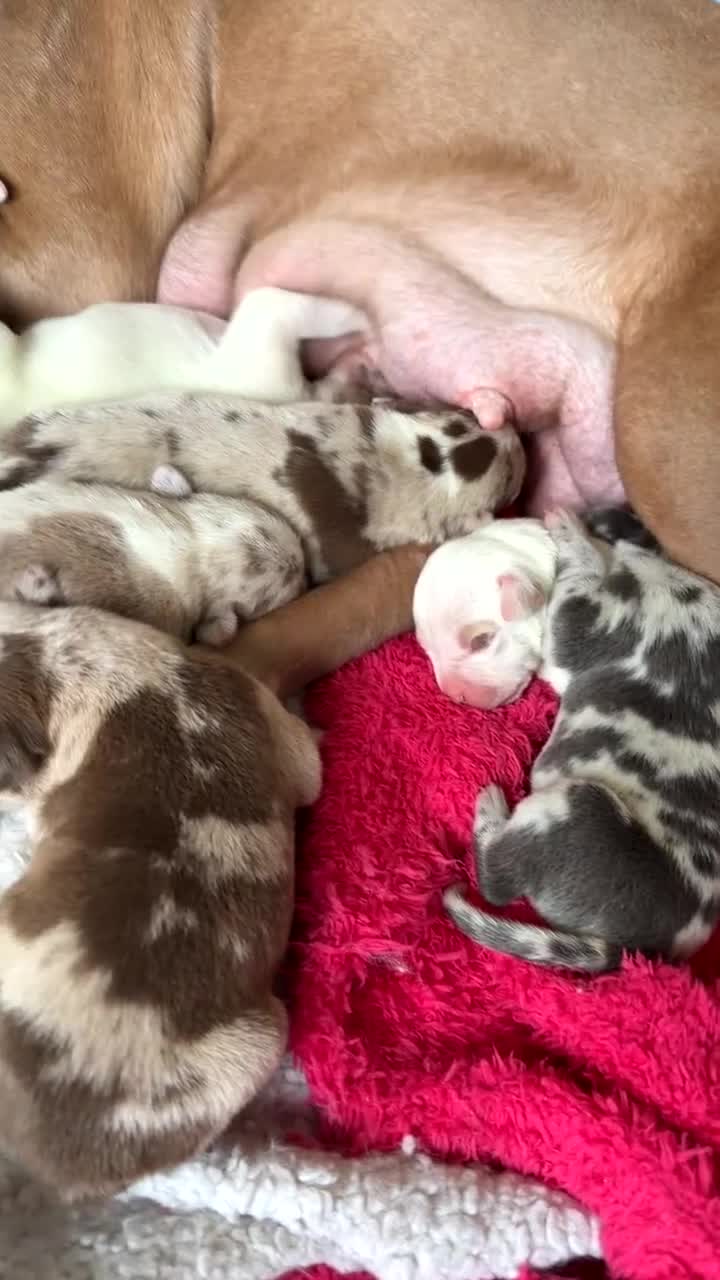 Mixed Breed dogs for sale: Mixed Breed Puppy 7 - Video 2