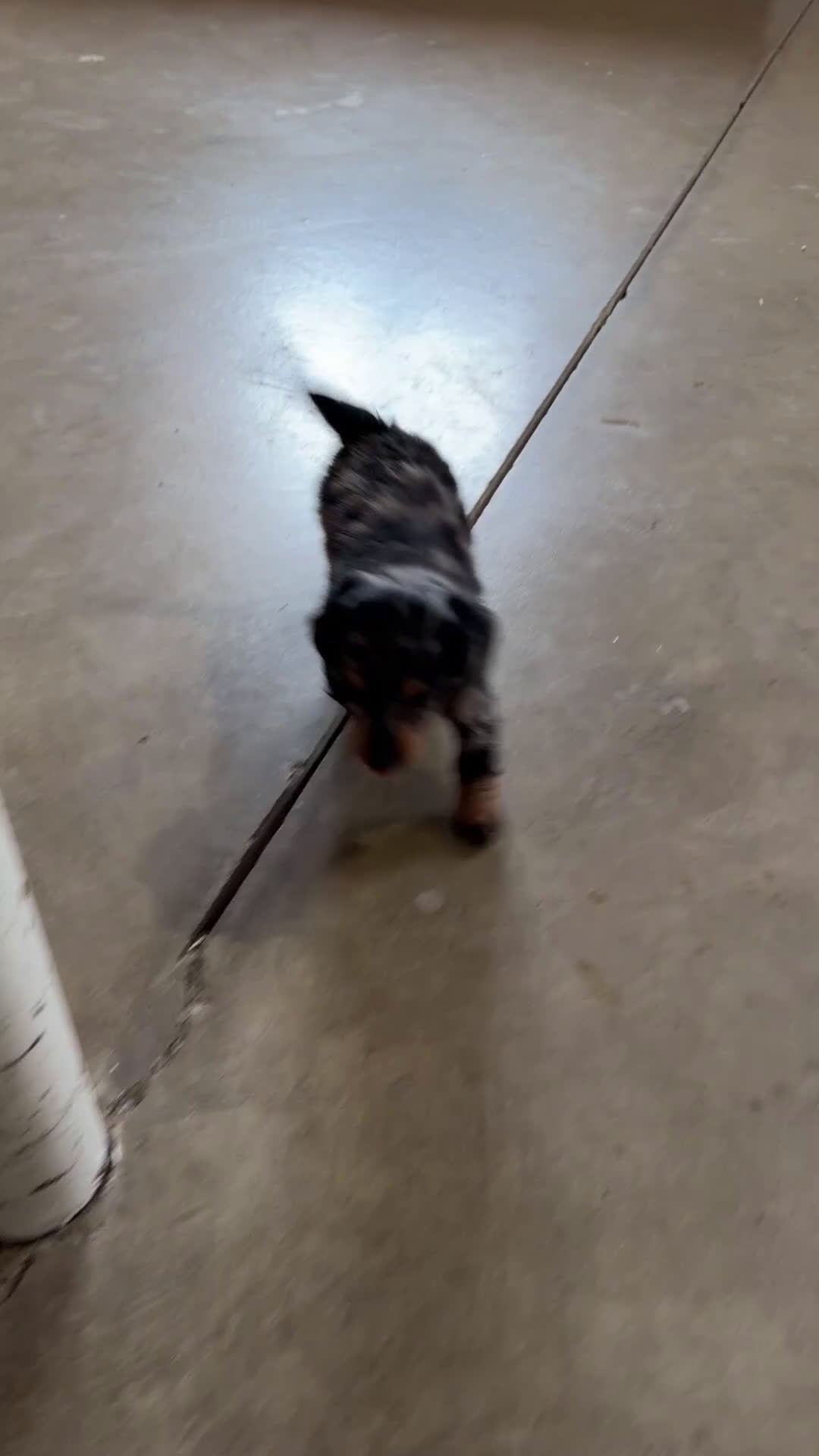 Miniature Dachshund dogs for sale: Molly - Video 1