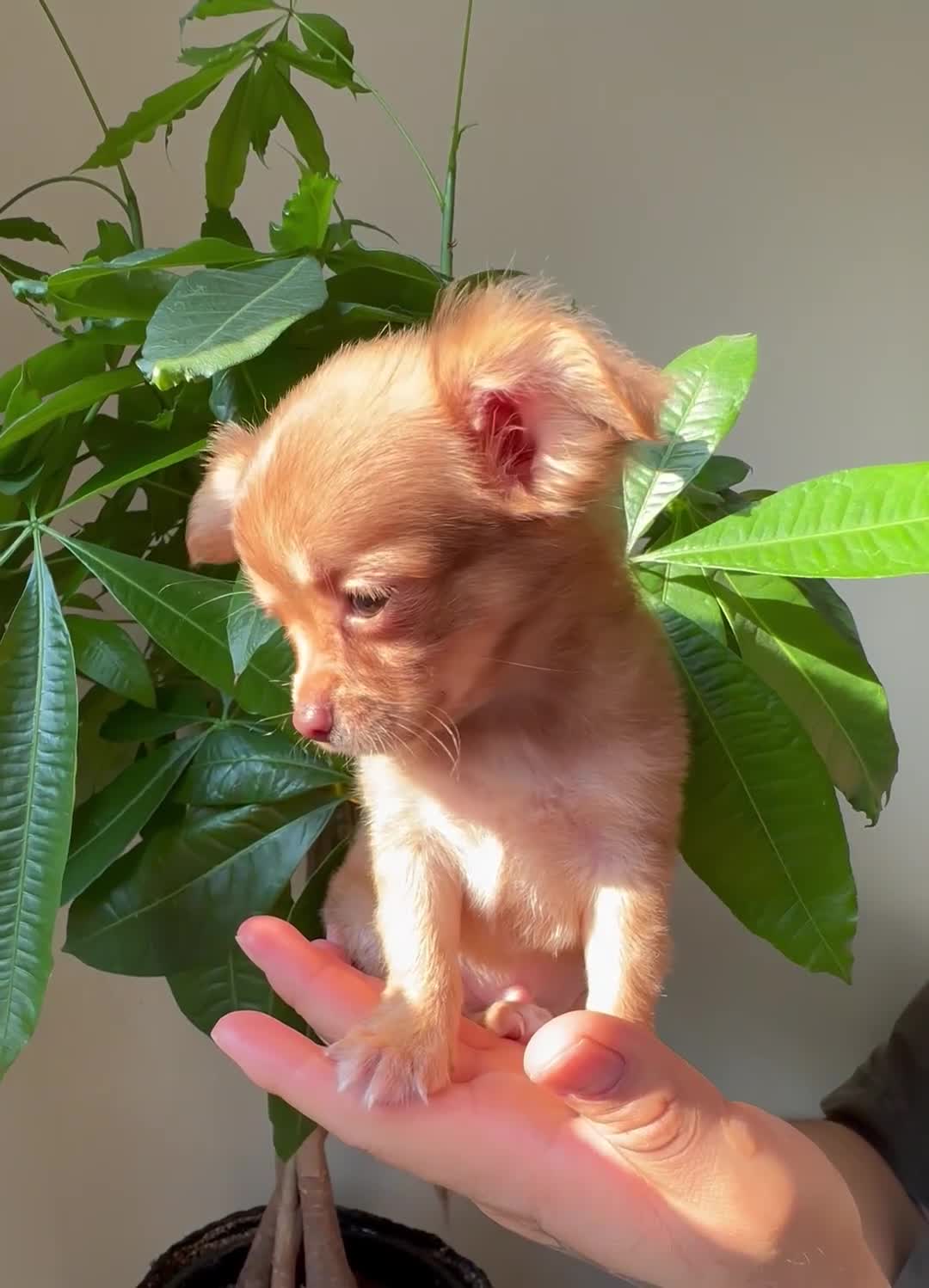 Chihuahua dogs for sale: sam - Video 2
