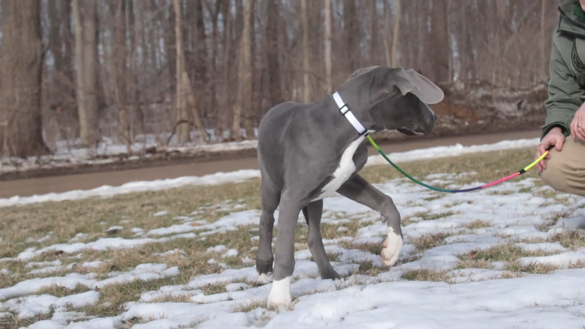 Great Dane dogs for sale: Liberty - Video 1