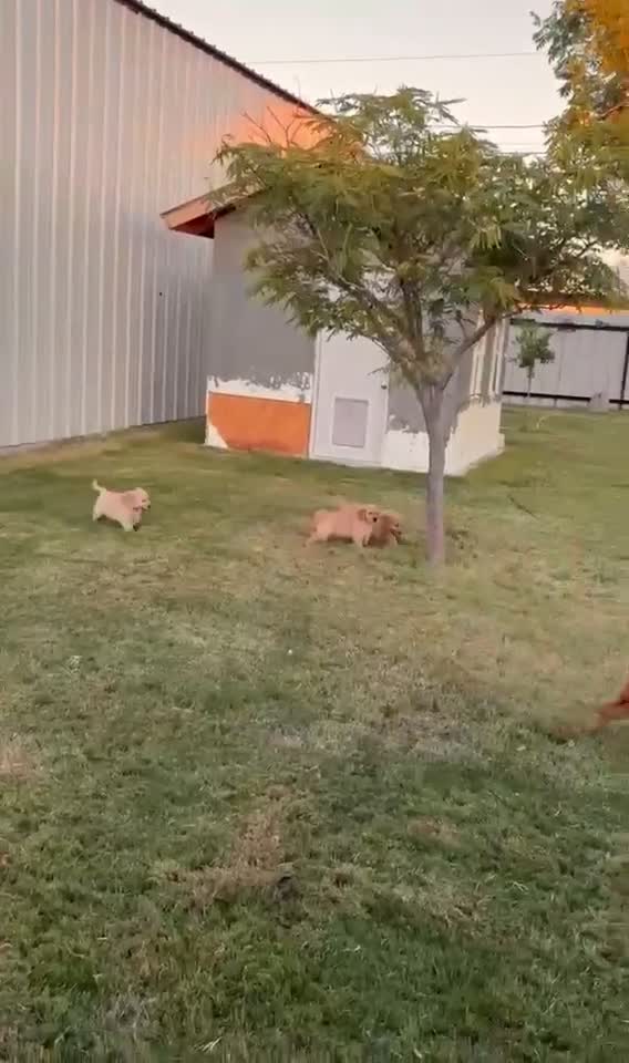 Golden Retriever dogs for sale: Golden Retriever 4/ maple - Video 1