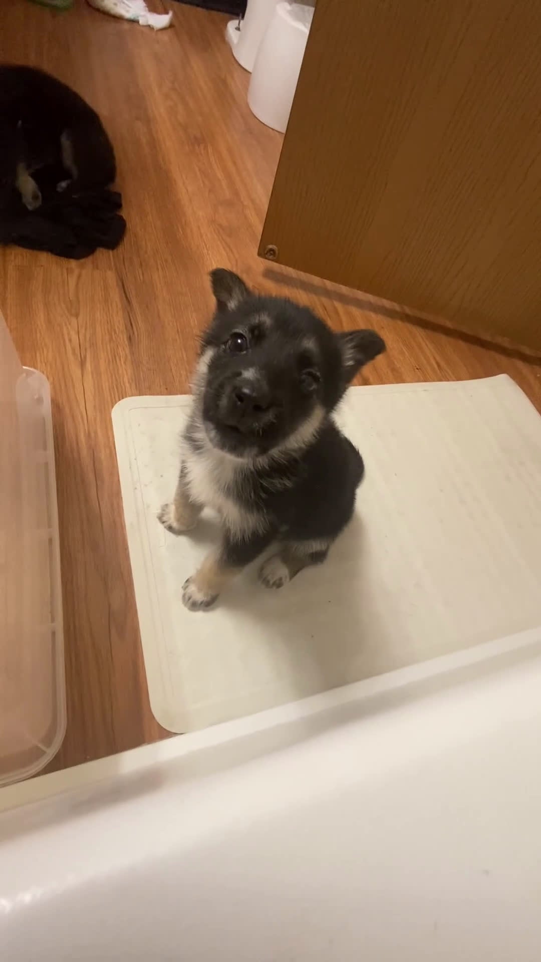 Gerberian Shepsky dogs for sale: Gerberian Shepsky Puppy 1 - Video 1