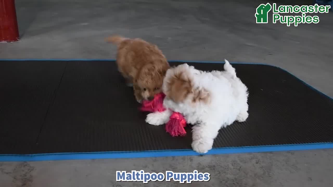 Maltipoo dogs for sale: Lenny - Video 1