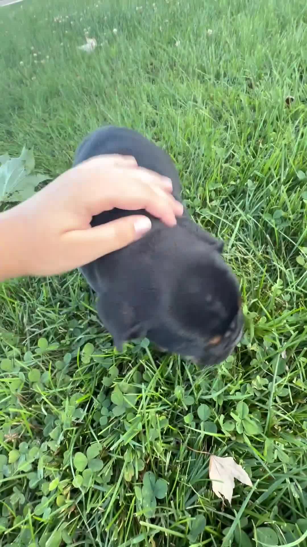 Beabull dogs for sale: Hugo - Video 1