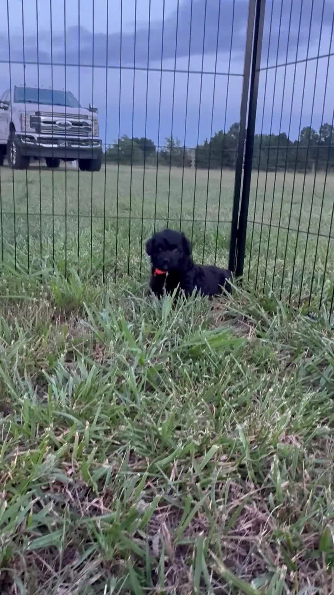 Mini Aussiedoodle dogs for sale: Mini Aussiedoodle Male #2 - Video 2