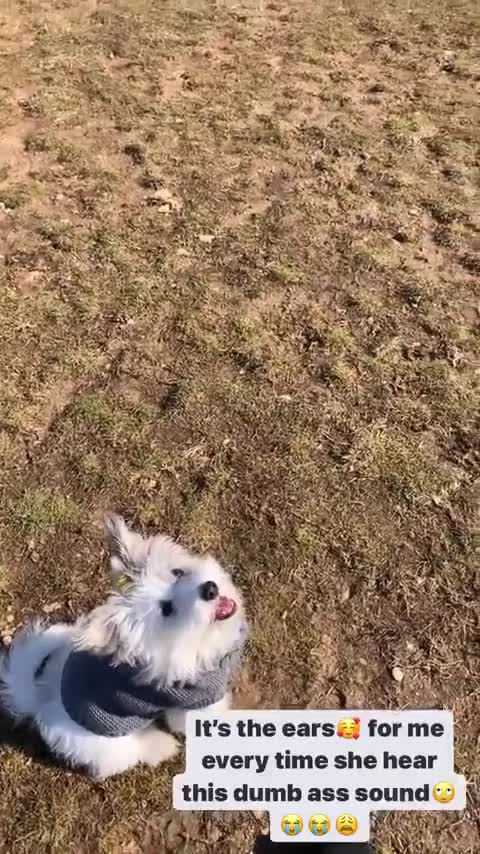 Eskipoo dogs for sale: Lola C, Wheelings - Video 2