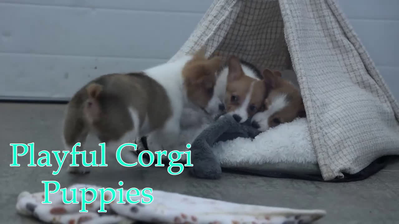 Welsh Corgi Pembroke dogs for sale: Luigi - Video 1