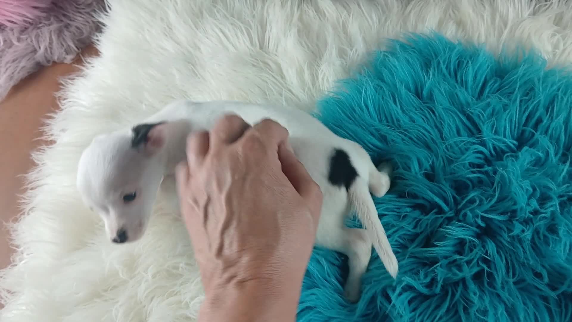 Chihuahua dogs for sale: Male teacup chihuahua. Hand delivery - Video 1
