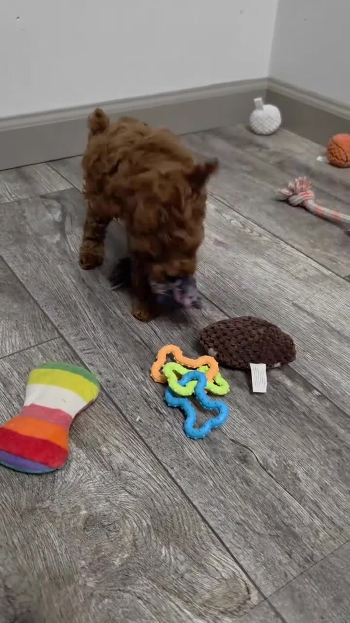 Miniature Poodle dogs for sale: Amber - Video 1