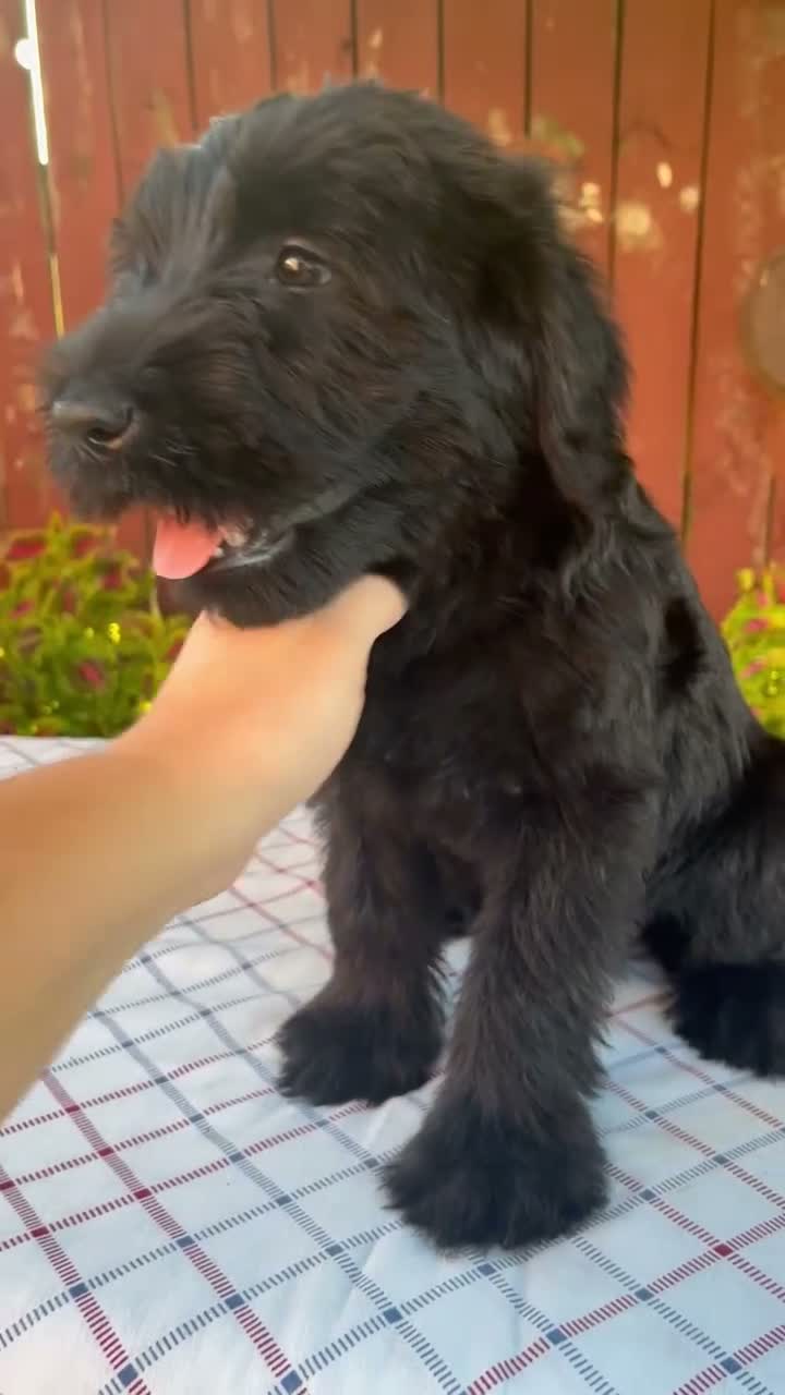 Giant Schnauzer dogs for sale: Olivia - Video 1
