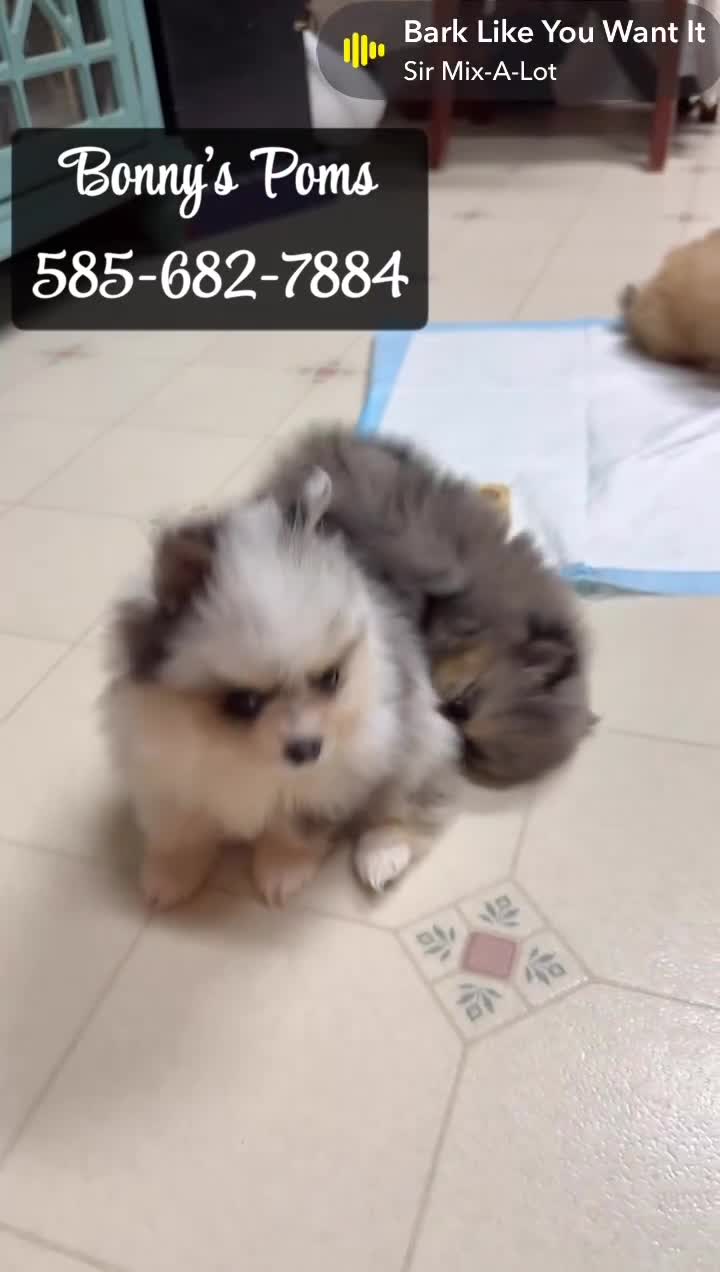 Pomeranian dogs for sale: Charlie-  Parti  Pom - Video 3