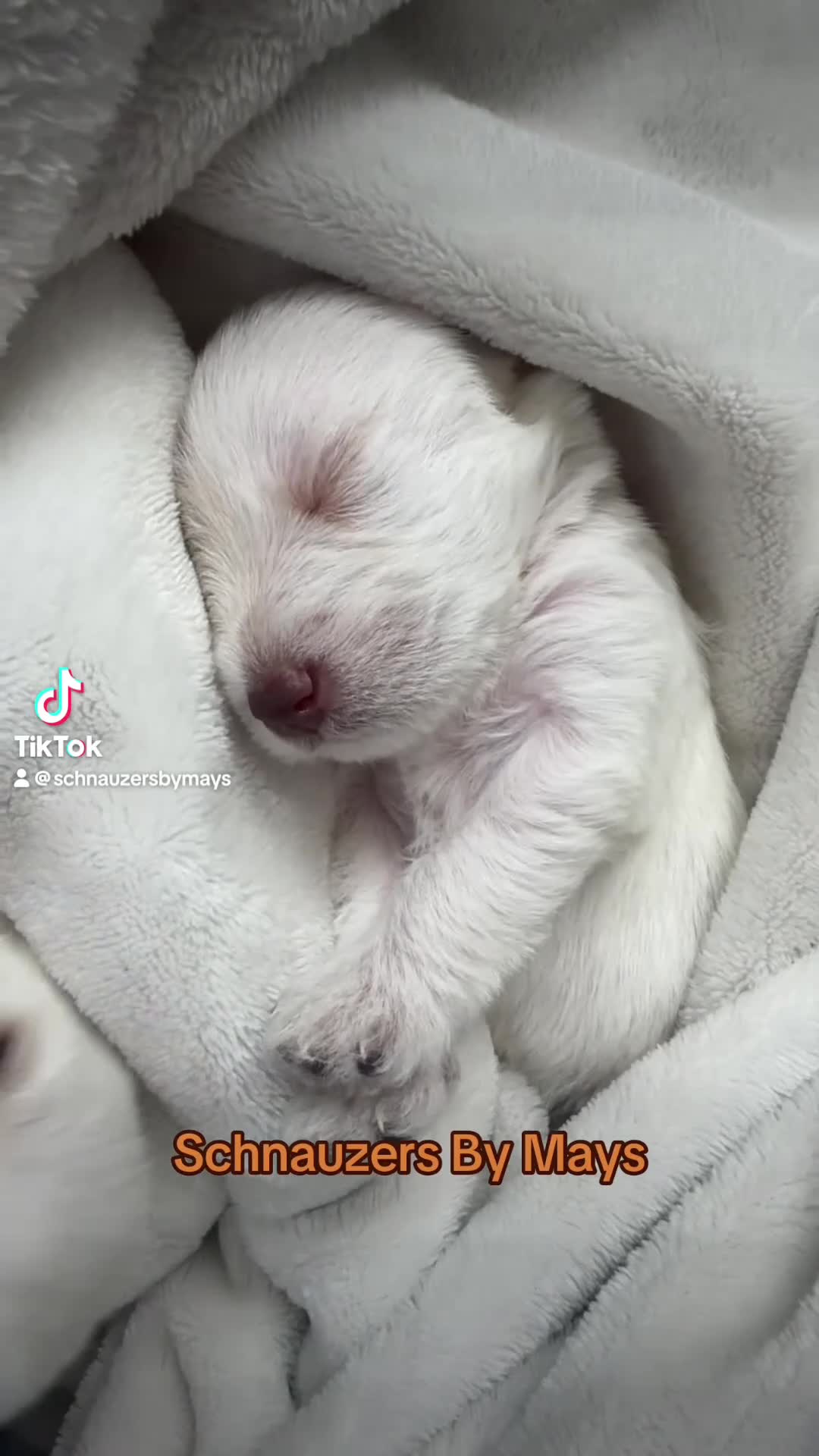 Miniature Schnauzer dogs for sale: Miniature Schnauzer Puppy 1 - Video 2
