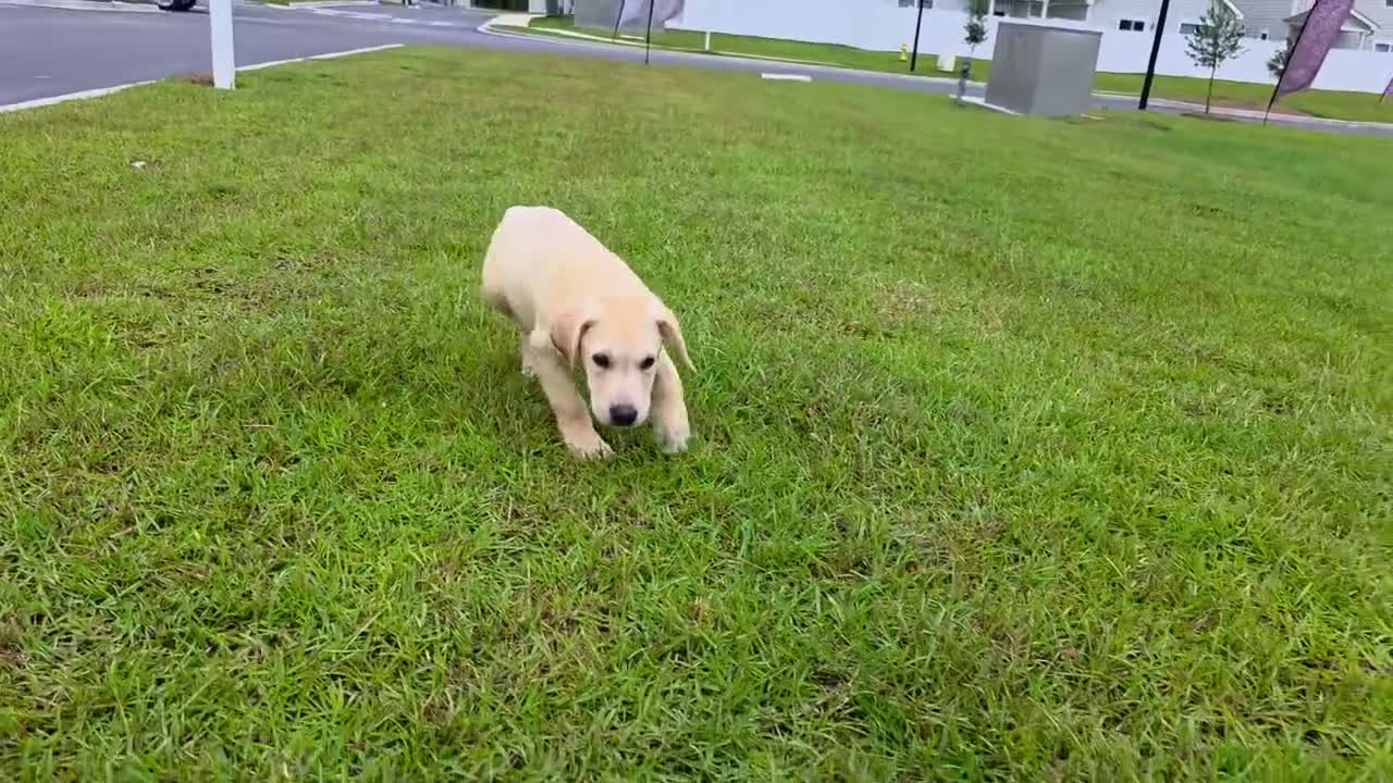 Labrador Retriever dogs for sale: Nova - Video 1