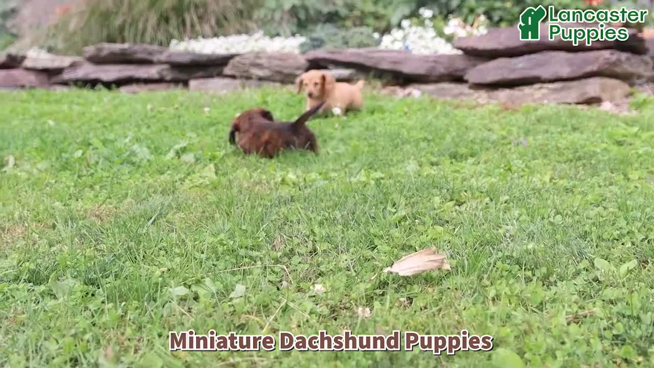 Miniature Dachshund dogs for sale: Rose  - Video 1