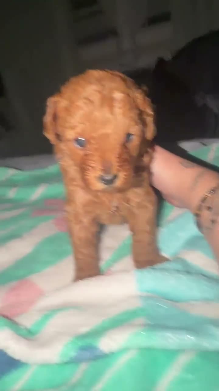 Toy Poodle dogs for sale: Milo - Video 1